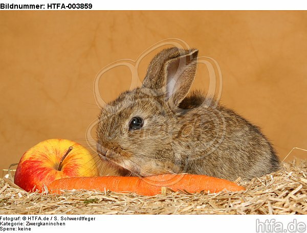 Zwergkaninchen / dwarf rabbit / HTFA-003859