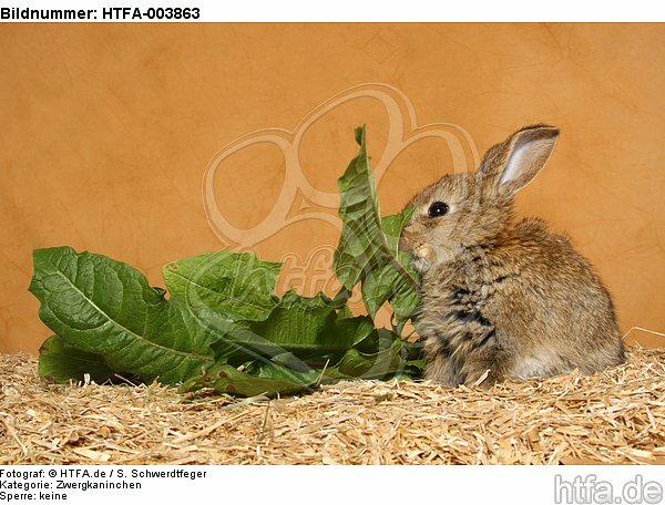 Zwergkaninchen / dwarf rabbit / HTFA-003863