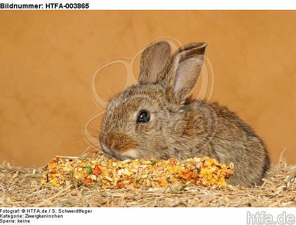 Zwergkaninchen / dwarf rabbit / HTFA-003865