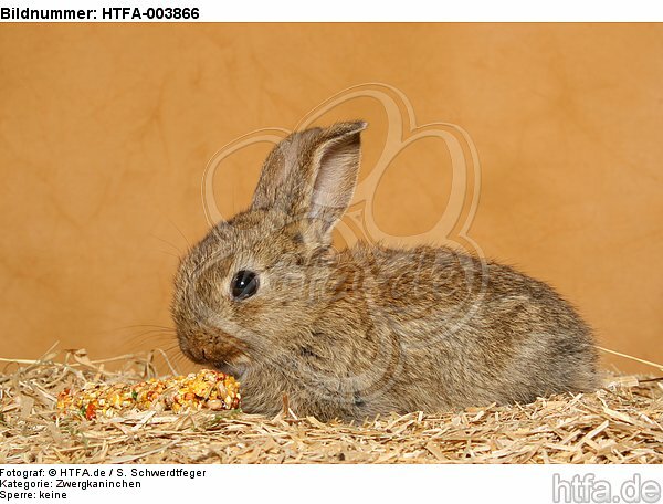 Zwergkaninchen / dwarf rabbit / HTFA-003866