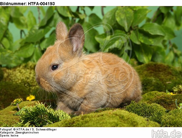 junges Zwergkaninchen / young dwarf rabbit / HTFA-004193
