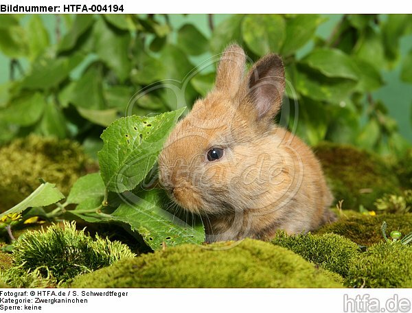 junges Zwergkaninchen / young dwarf rabbit / HTFA-004194
