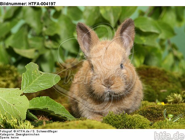 junges Zwergkaninchen / young dwarf rabbit / HTFA-004197