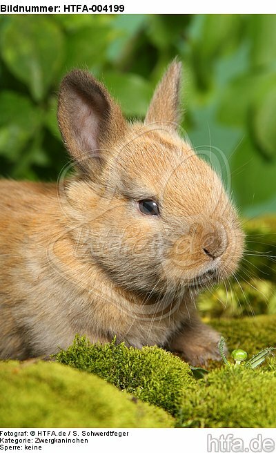 junges Zwergkaninchen / young dwarf rabbit / HTFA-004199