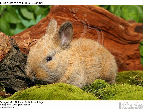 junges Zwergkaninchen / young dwarf rabbit / HTFA-004201
