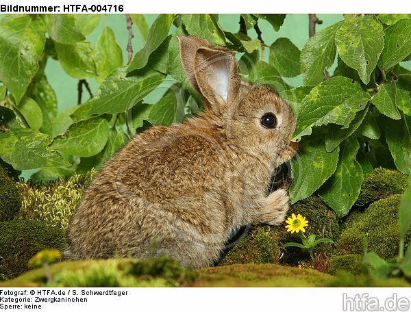 junges Zwergkaninchen / young dwarf rabbit / HTFA-004716