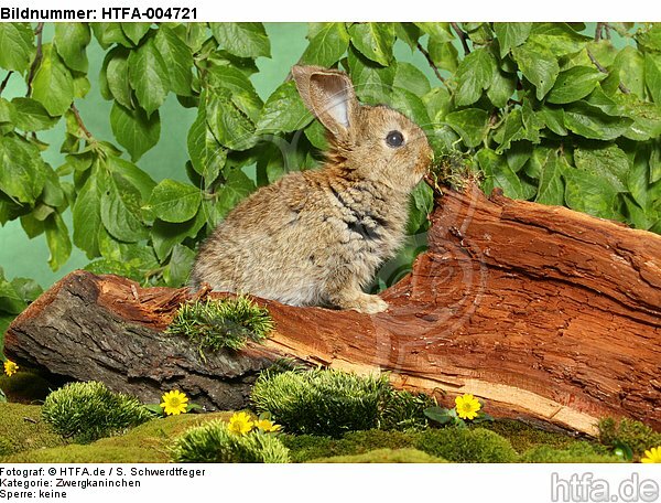 junges Zwergkaninchen / young dwarf rabbit / HTFA-004721