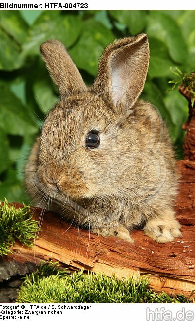 junges Zwergkaninchen / young dwarf rabbit / HTFA-004723