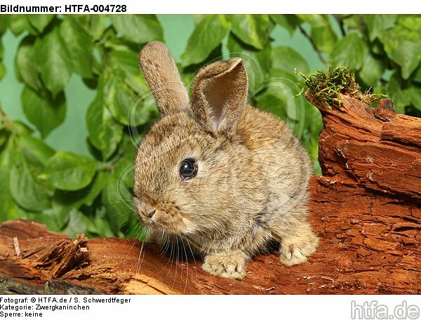 junges Zwergkaninchen / young dwarf rabbit / HTFA-004728
