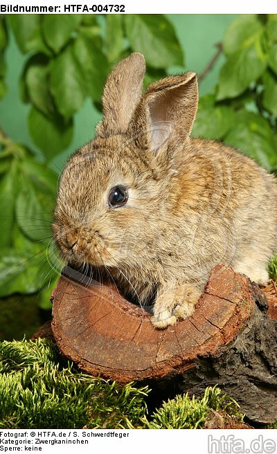 junges Zwergkaninchen / young dwarf rabbit / HTFA-004732
