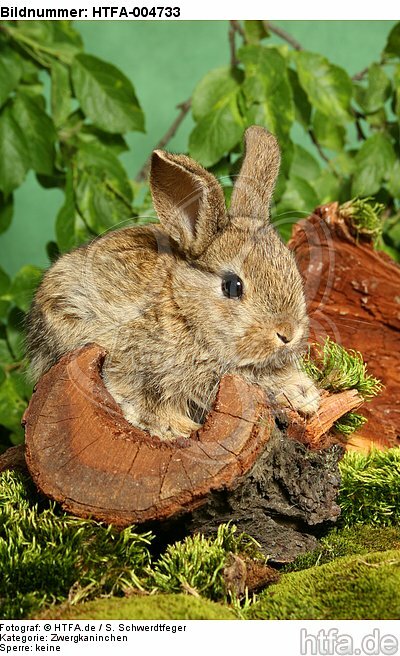 junges Zwergkaninchen / young dwarf rabbit / HTFA-004733