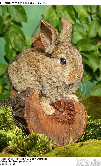 junges Zwergkaninchen / young dwarf rabbit / HTFA-004735