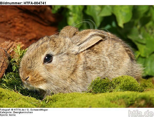 junges Zwergkaninchen / young dwarf rabbit / HTFA-004741
