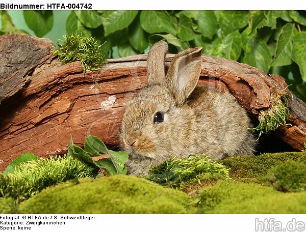 junges Zwergkaninchen / young dwarf rabbit / HTFA-004742