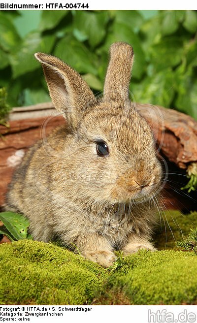 junges Zwergkaninchen / young dwarf rabbit / HTFA-004744