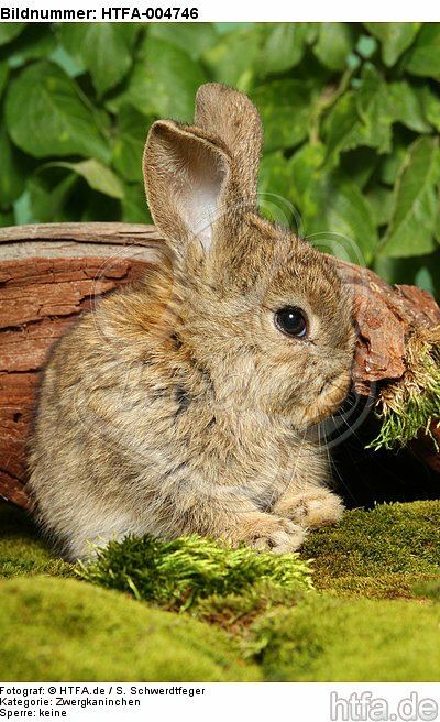 junges Zwergkaninchen / young dwarf rabbit / HTFA-004746
