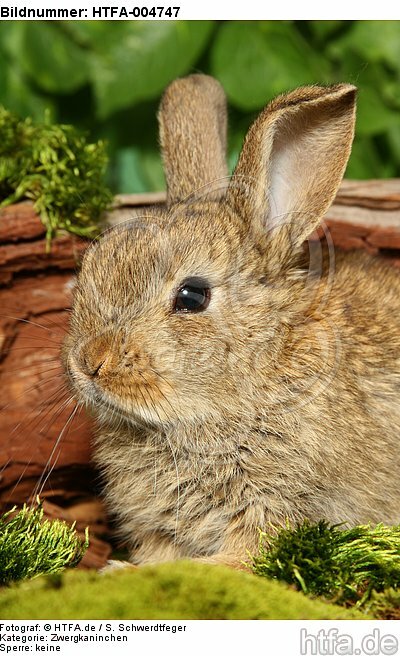 junges Zwergkaninchen / young dwarf rabbit / HTFA-004747
