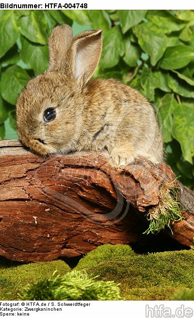 junges Zwergkaninchen / young dwarf rabbit / HTFA-004748