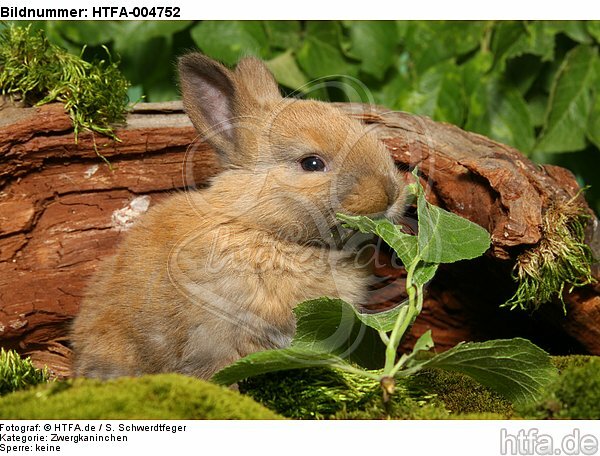 junges Zwergkaninchen / young dwarf rabbit / HTFA-004752