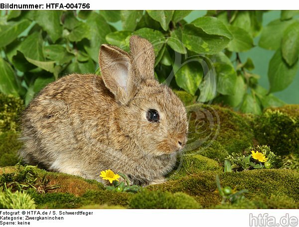junges Zwergkaninchen / young dwarf rabbit / HTFA-004756