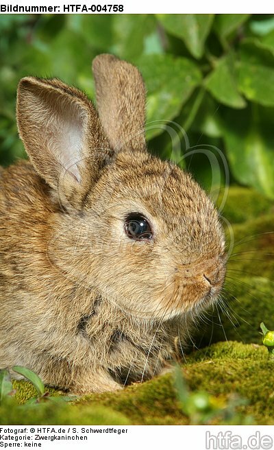 junges Zwergkaninchen / young dwarf rabbit / HTFA-004758