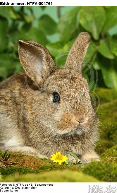 junges Zwergkaninchen / young dwarf rabbit / HTFA-004761