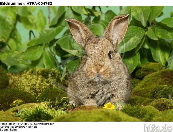 junges Zwergkaninchen / young dwarf rabbit / HTFA-004762