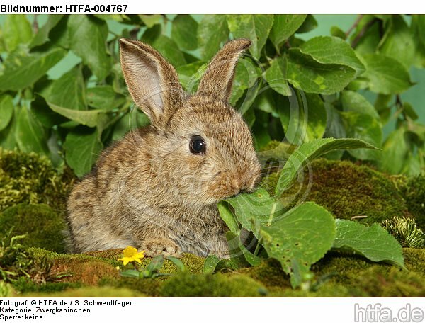 junges Zwergkaninchen / young dwarf rabbit / HTFA-004767