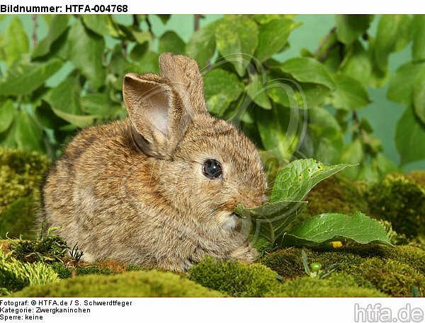 junges Zwergkaninchen / young dwarf rabbit / HTFA-004768