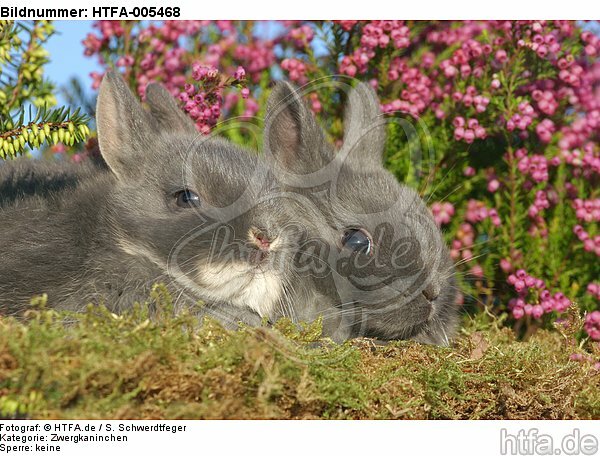 junge Zwergkaninchen / young dwarf rabbits / HTFA-005468