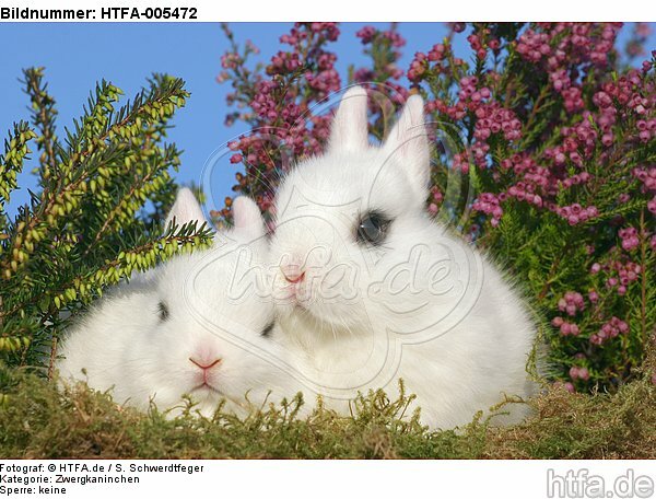 junge Zwergkaninchen / young dwarf rabbits / HTFA-005472