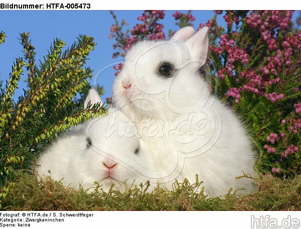 junge Zwergkaninchen / young dwarf rabbits / HTFA-005473