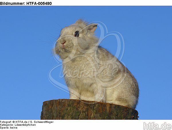 Löwenköpfchen / lion-headed rabbit / HTFA-005480