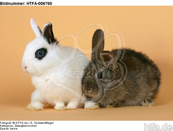 Zwergkaninchen / dwarf rabbits / HTFA-006760