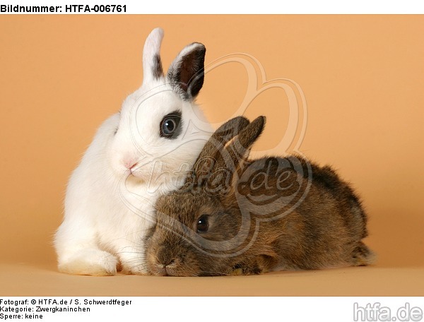 Zwergkaninchen / dwarf rabbits / HTFA-006761