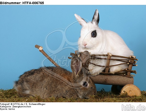 Zwergkaninchen / dwarf rabbits / HTFA-006765