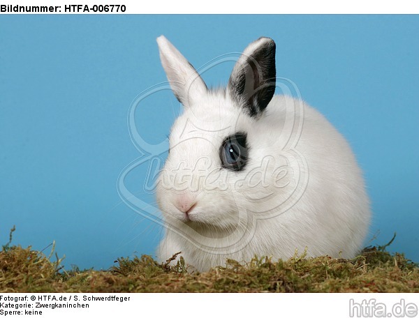Zwergkaninchen / dwarf rabbit / HTFA-006770