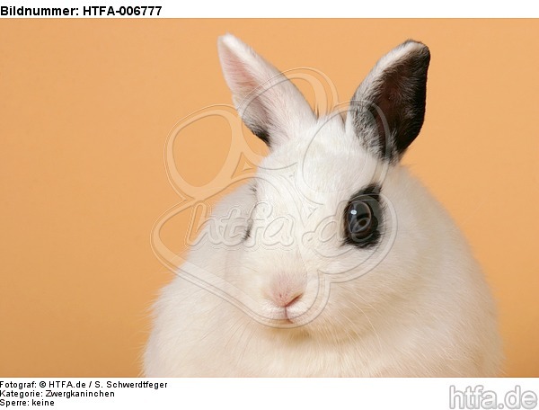 Zwergkaninchen / dwarf rabbit / HTFA-006777