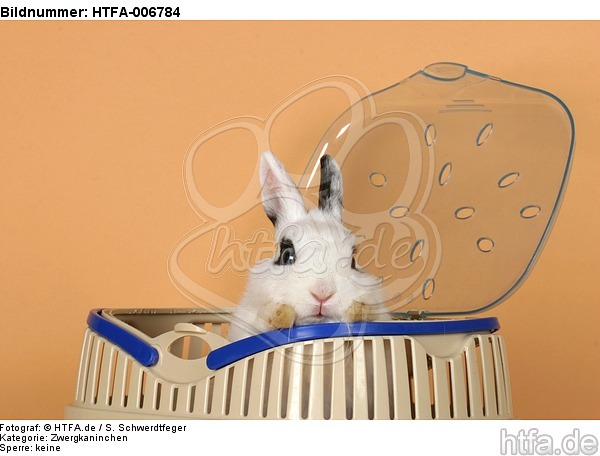 Zwergkaninchen / dwarf rabbit / HTFA-006784