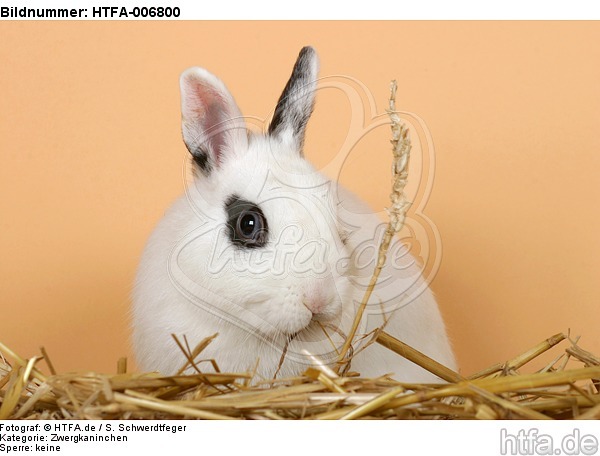 Zwergkaninchen / dwarf rabbit / HTFA-006800
