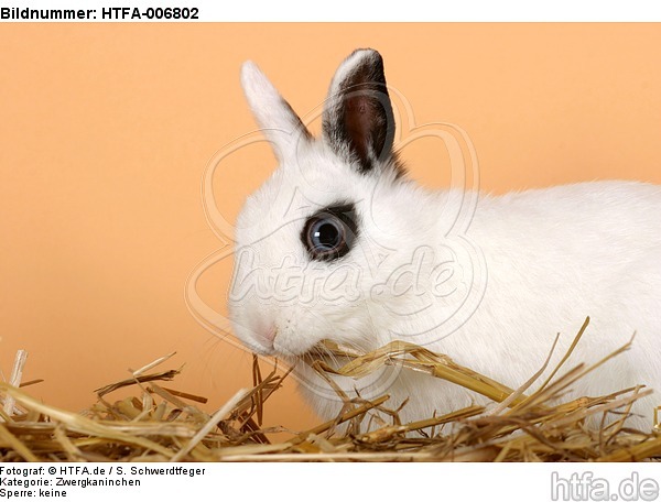 Zwergkaninchen / dwarf rabbit / HTFA-006802