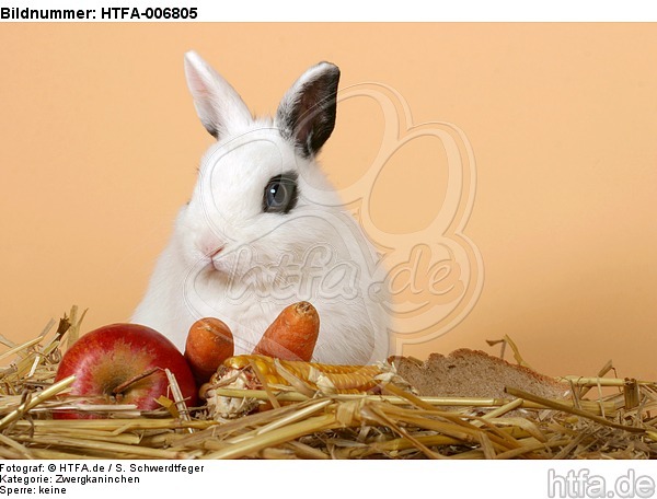 Zwergkaninchen / dwarf rabbit / HTFA-006805