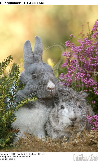 Meerschwein und Zwergkaninchen / guninea pig and dwarf rabbit / HTFA-007743