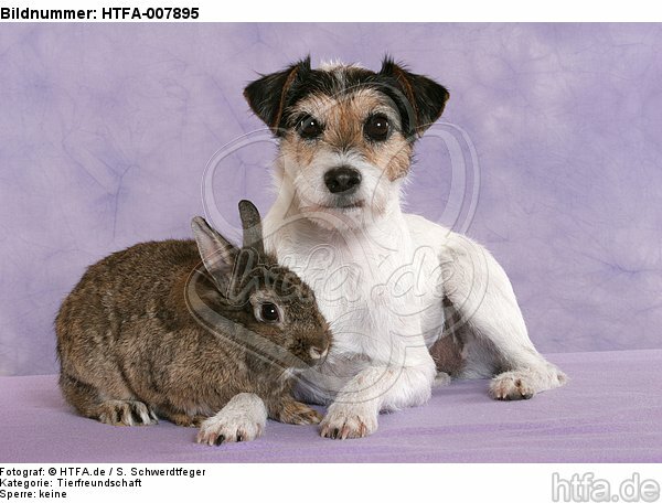 Parson Russell Terrier und Zwergkaninchen / dog and dwarf rabbit / HTFA-007895