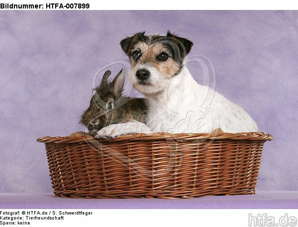 Parson Russell Terrier und Zwergkaninchen / dog and dwarf rabbit / HTFA-007899