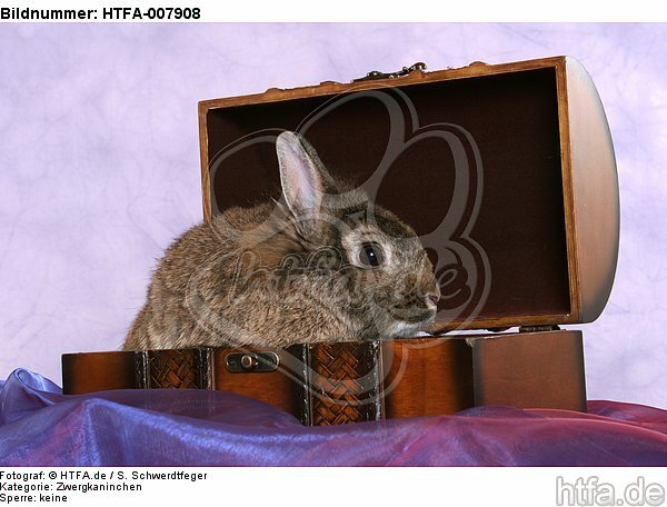 Zwergkaninchen / dwarf rabbit / HTFA-007908