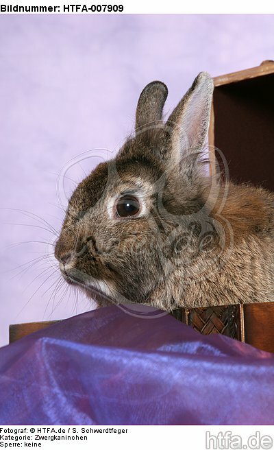 Zwergkaninchen / dwarf rabbit / HTFA-007909