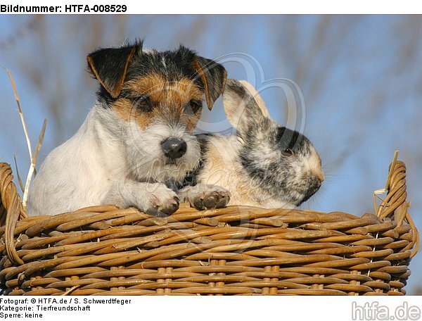 Parson Russell Terrier und Zwergkaninchen / prt and dwarf rabbit / HTFA-008529