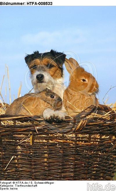Parson Russell Terrier und Zwergkaninchen / prt and dwarf rabbits / HTFA-008533