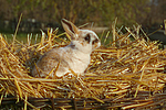 Zwergwidder / lop-eared bunny